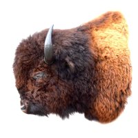 Tête de bison naturalisée