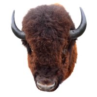 Tête de bison naturalisée