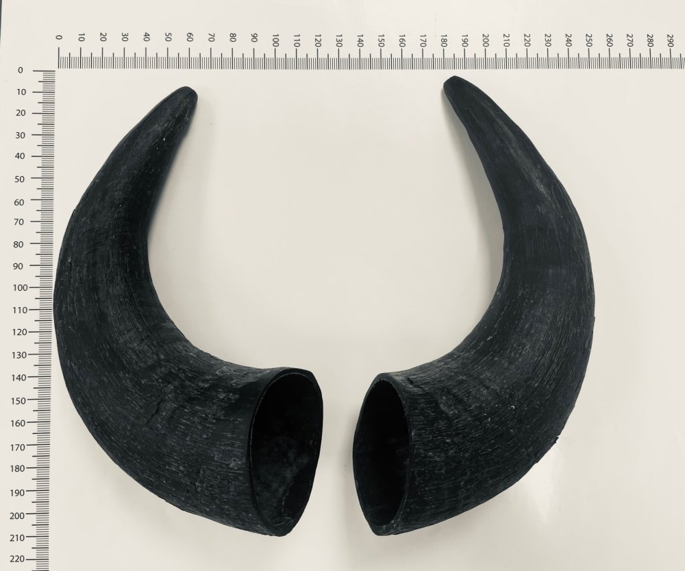 Paire De Cornes d'Abondance En Bois Laqué Et Doré