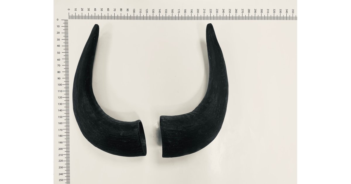 Paire De Cornes University Modèle 4408 - Occasion, Fabrication US