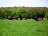 Le troupeau de bisons de la ferme de la marquise